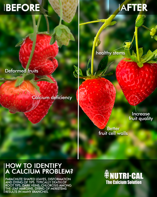 Nutri-Cal Liquid Fertilizer- Rapid Calcium Deficiency Correction for Plants